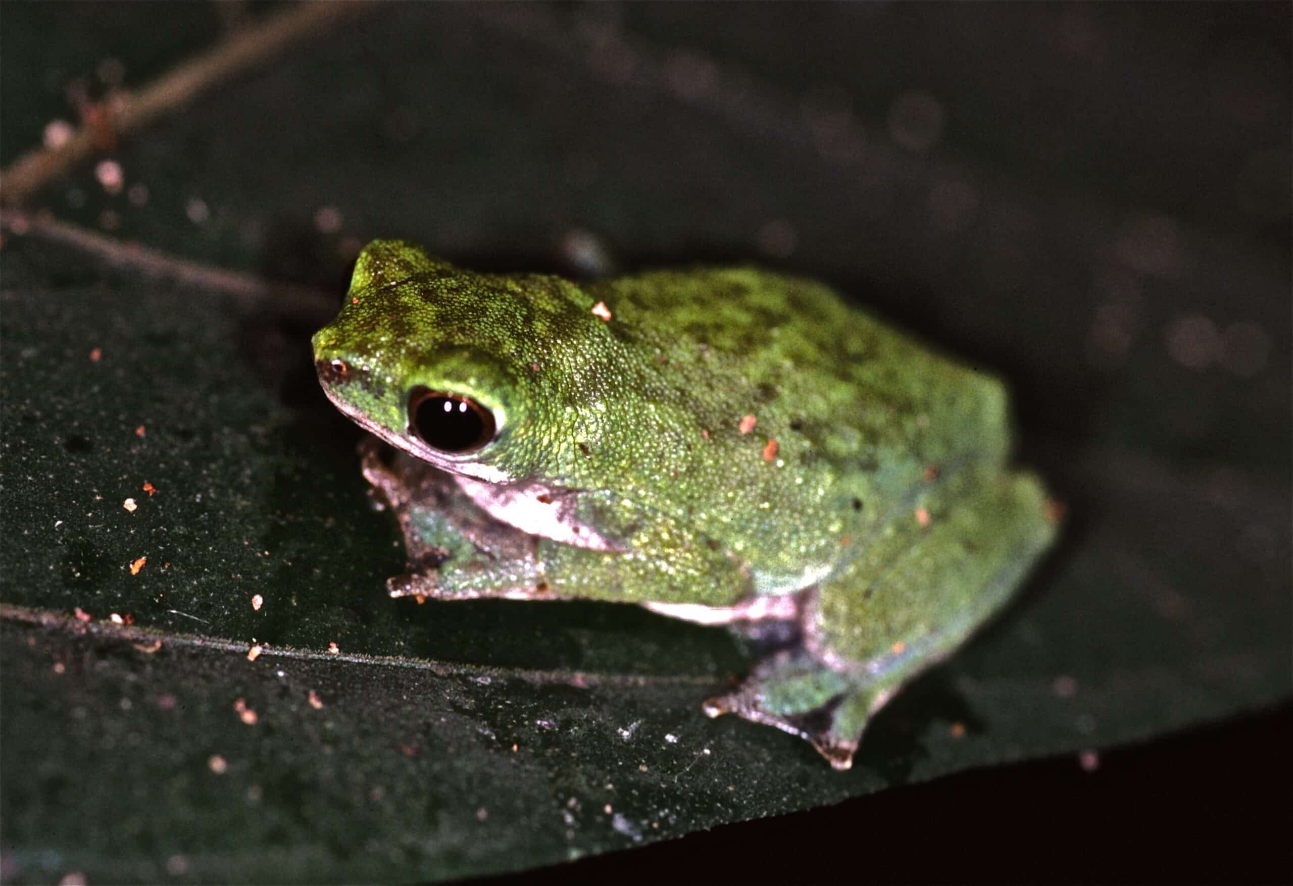 file:african tree toad (nectophryne afra) (7687065334).jpg