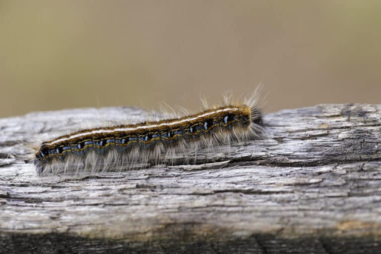 eastern tent caterpillar