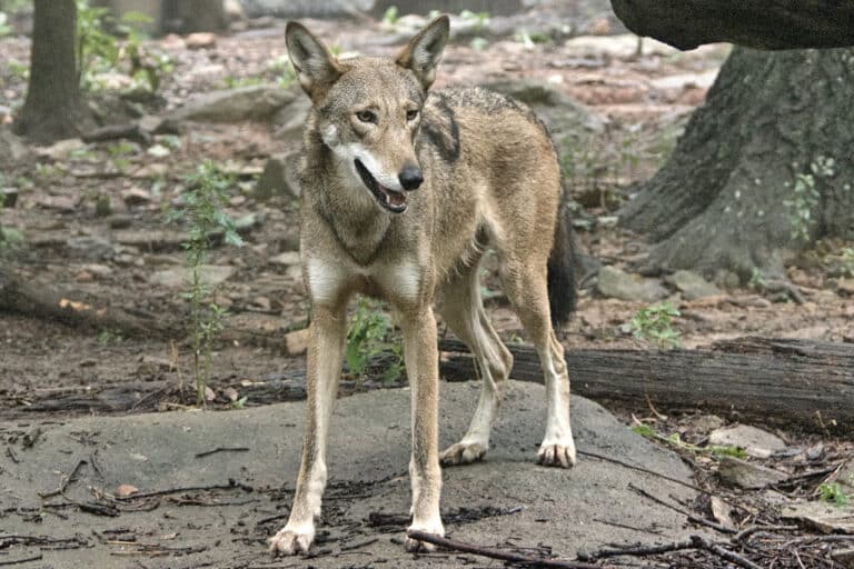 red wolf (canis rufus)