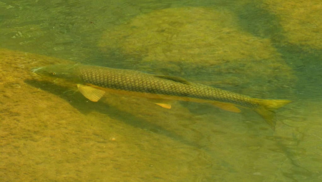 barbel. barbus barbus