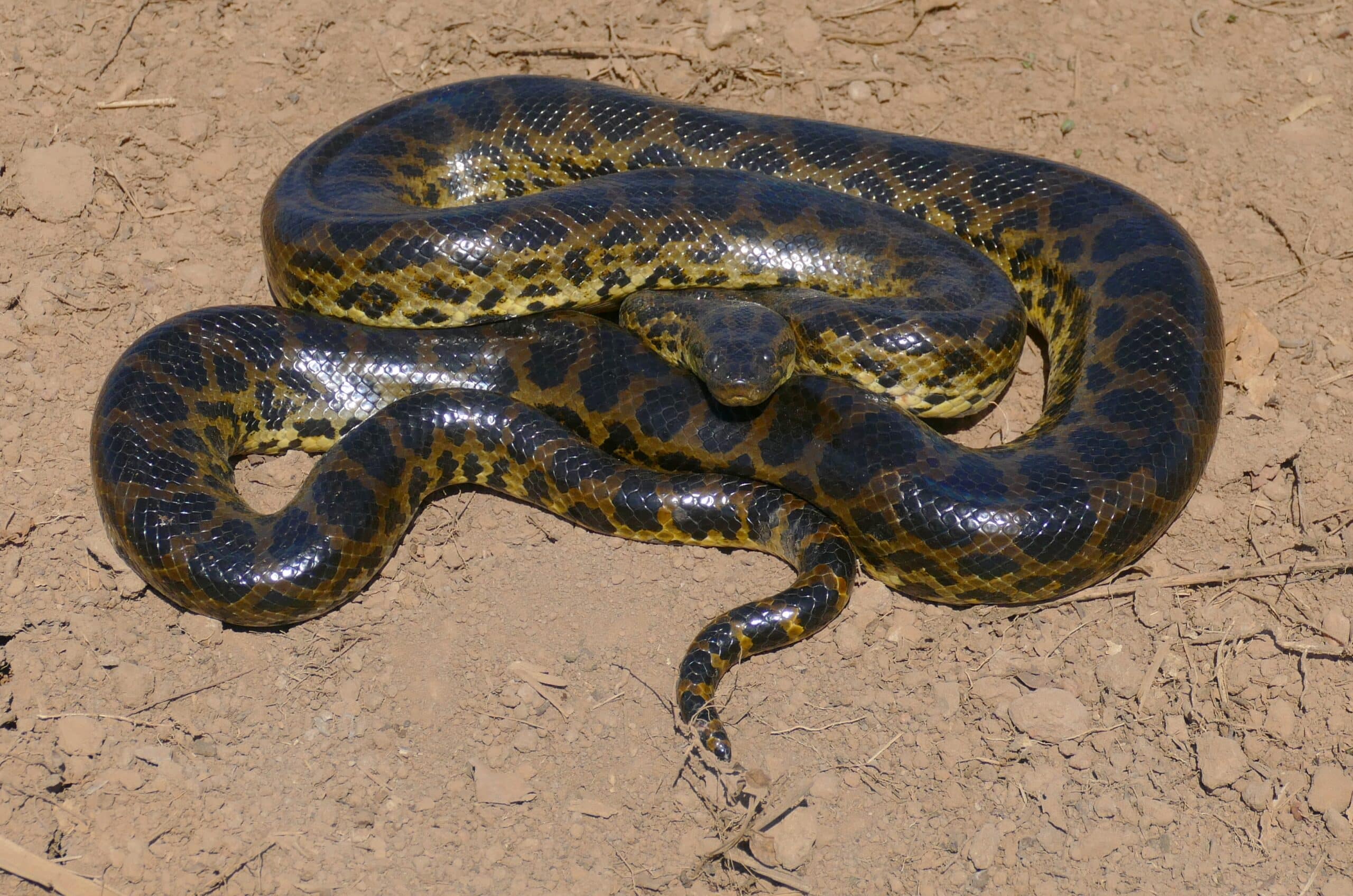 yellow anaconda (eunectes notaeus) (48292380166) yellow anaconda (eunectes notaeus) (48292380166) Yellow Anaconda