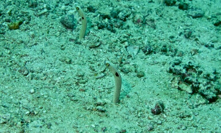 spotted garden eels (heteroconger hassi) (6089321514)