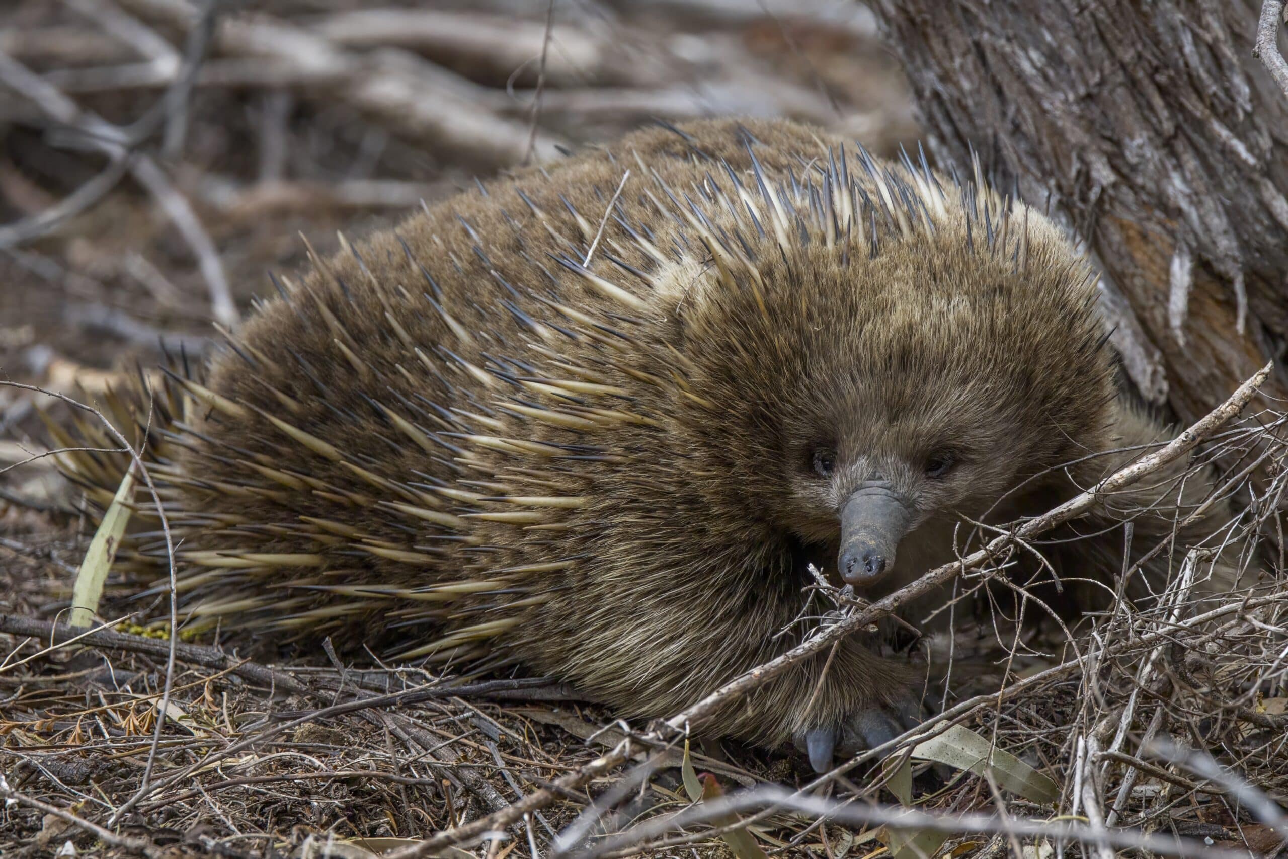 short beaked echidna (tachyglossus aculeatus) freycinet short beaked echidna (tachyglossus aculeatus) freycinet Echidna