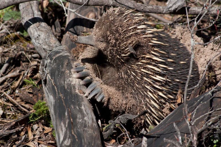 file:tachyglossus aculeatus (short beaked echidna), moora track, grampians national park, victoria australia (5043625191).jpg file:tachyglossus aculeatus (short beaked echidna), moora track, grampians national park, victoria australia (5043625191).jpg
