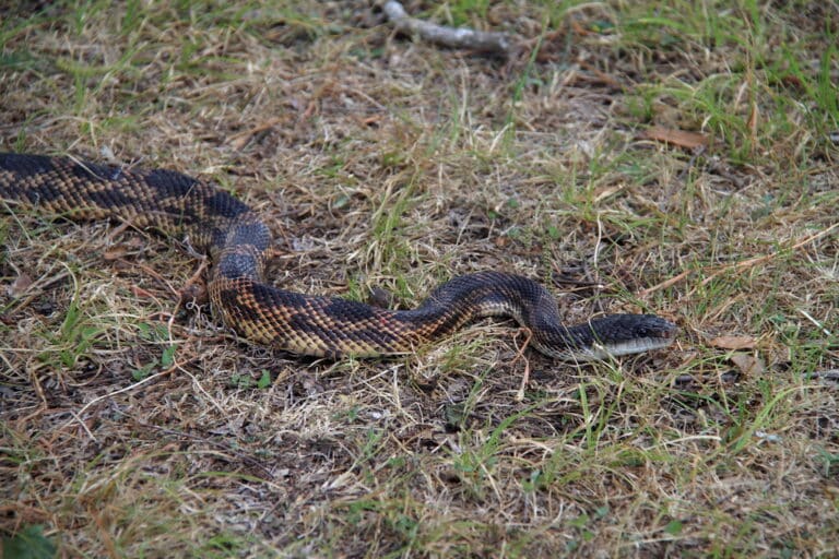 texas rat snake texas rat snake