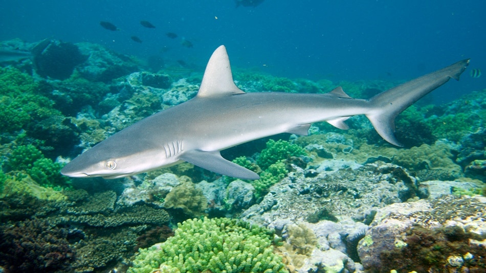 file:carcharhinus galapagensis erscotts hole.jpg