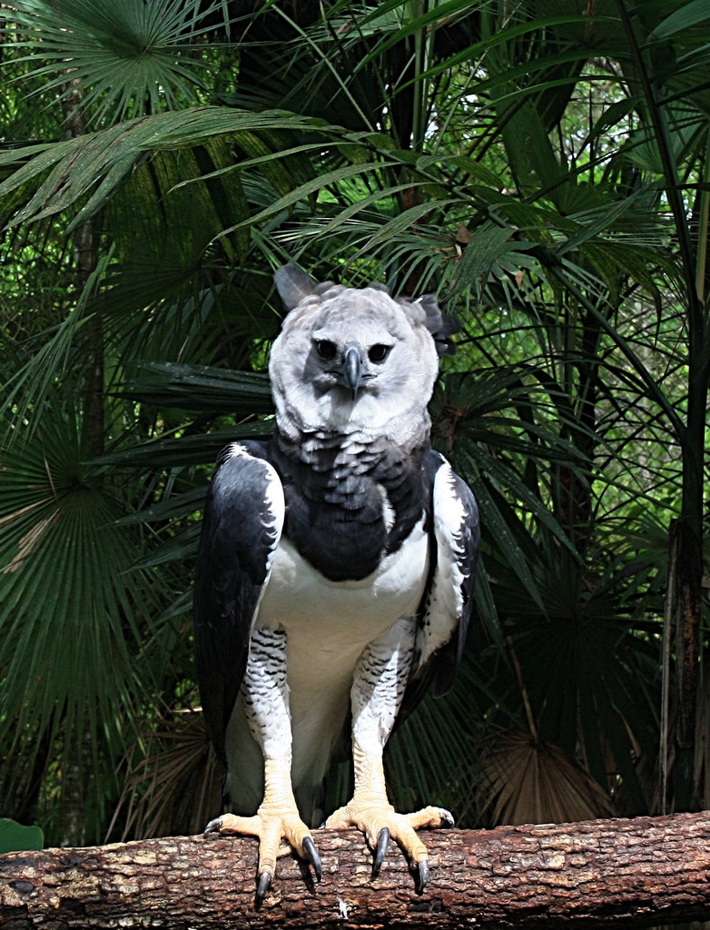 harpia harpyja belize 8a