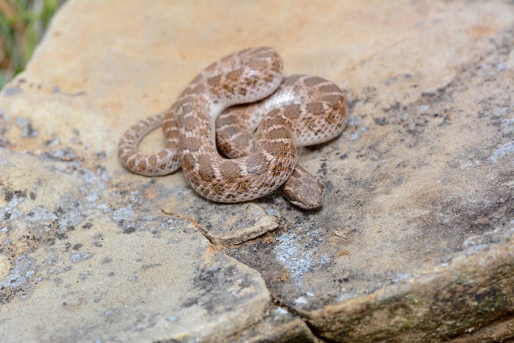 texas nightsnake texas nightsnake Texas Night Snake