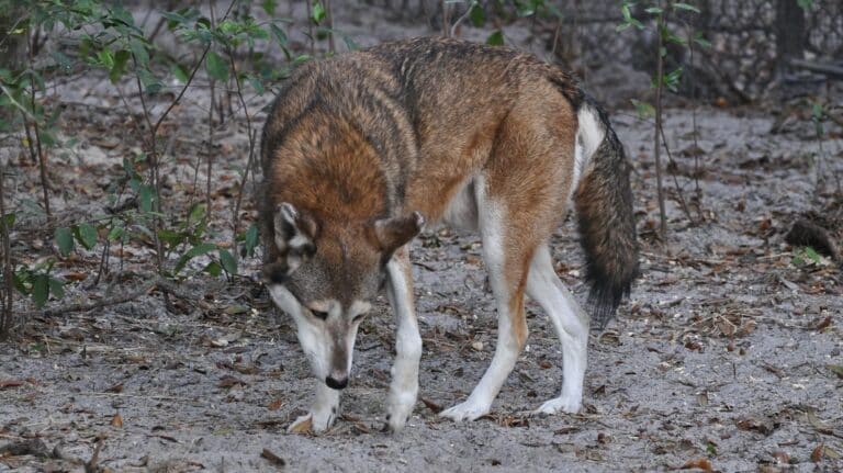 red wolf