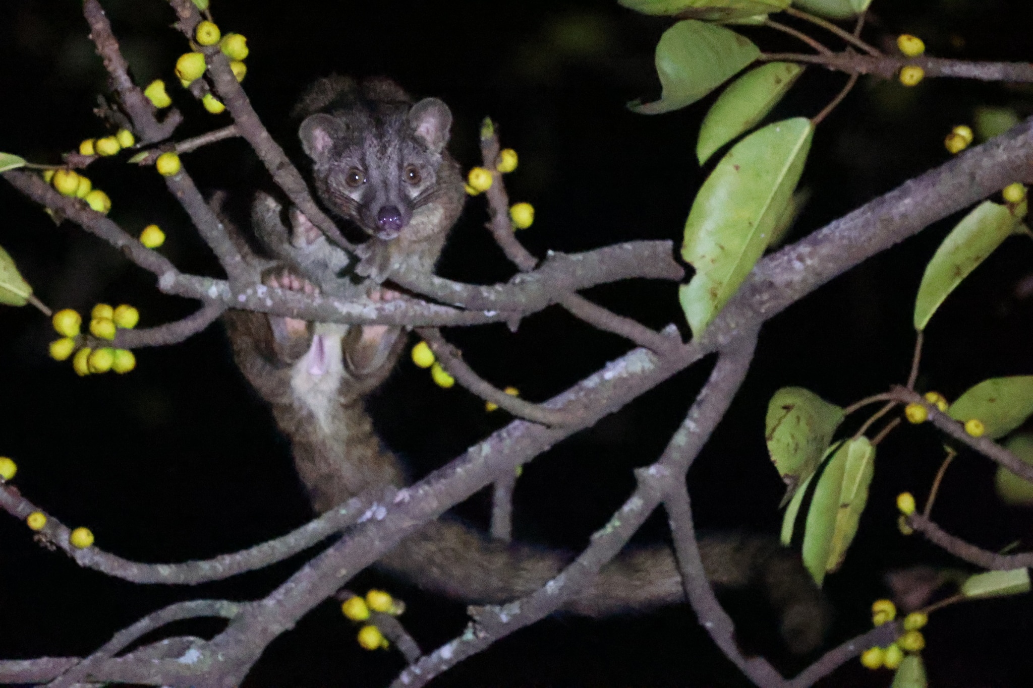 nandinia binotata 259338581