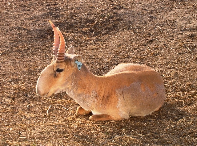 saiga tatarica