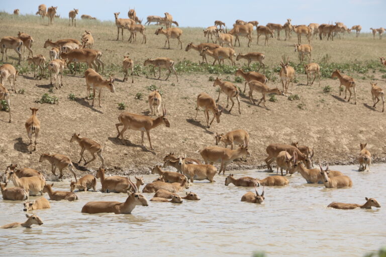 saiga west kazakhstan