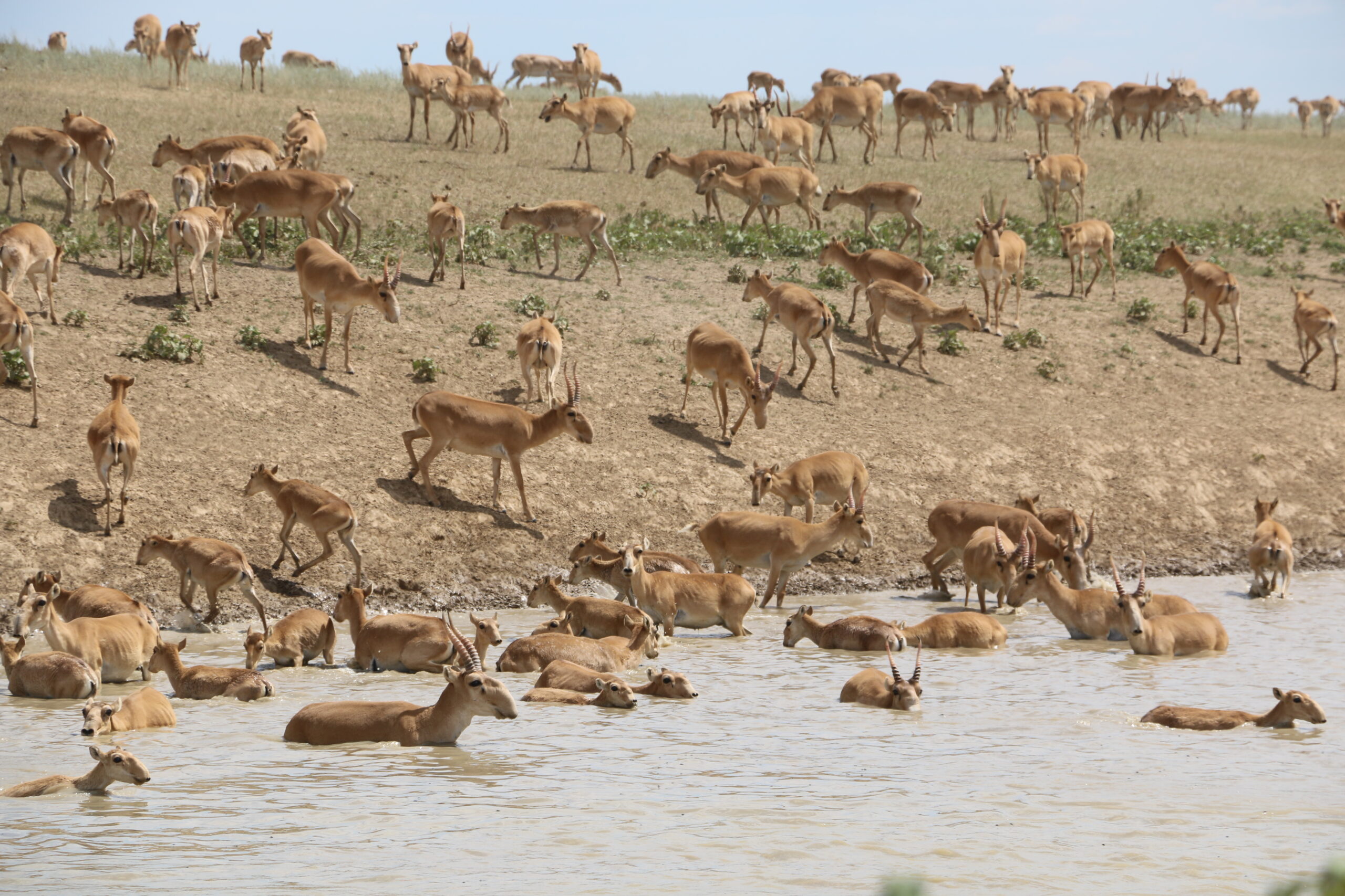 saiga west kazakhstan