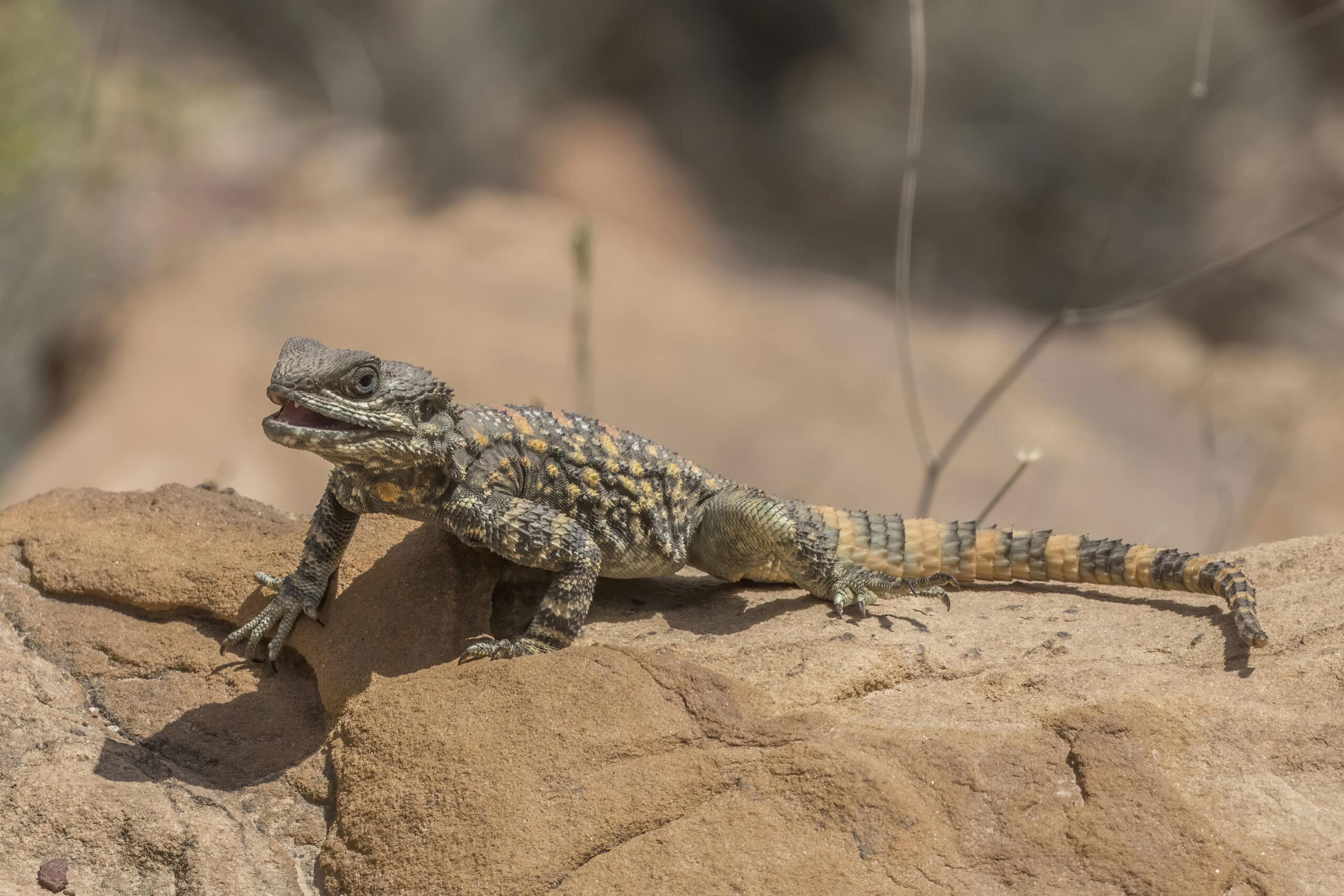 roughtail rock agama (stellagama stellio brachydactyla)