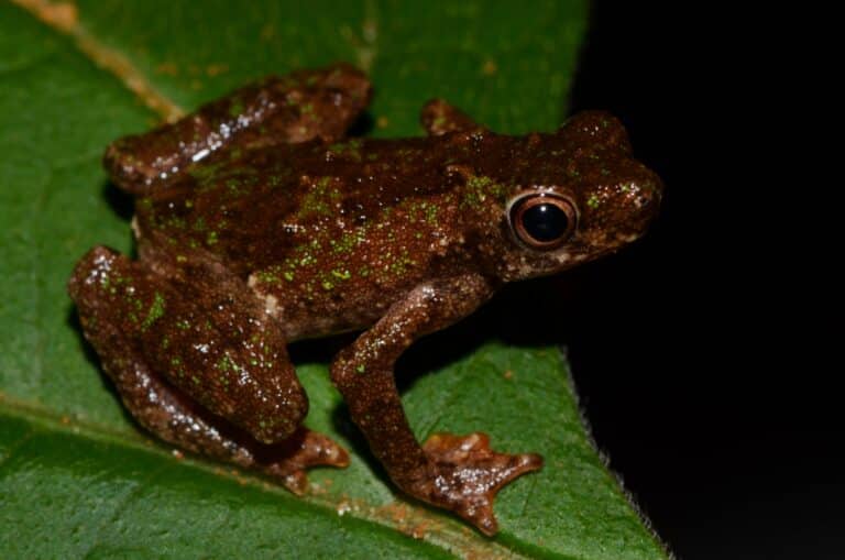 file:nectophryne afra 81356634.jpg African Tree Toad
