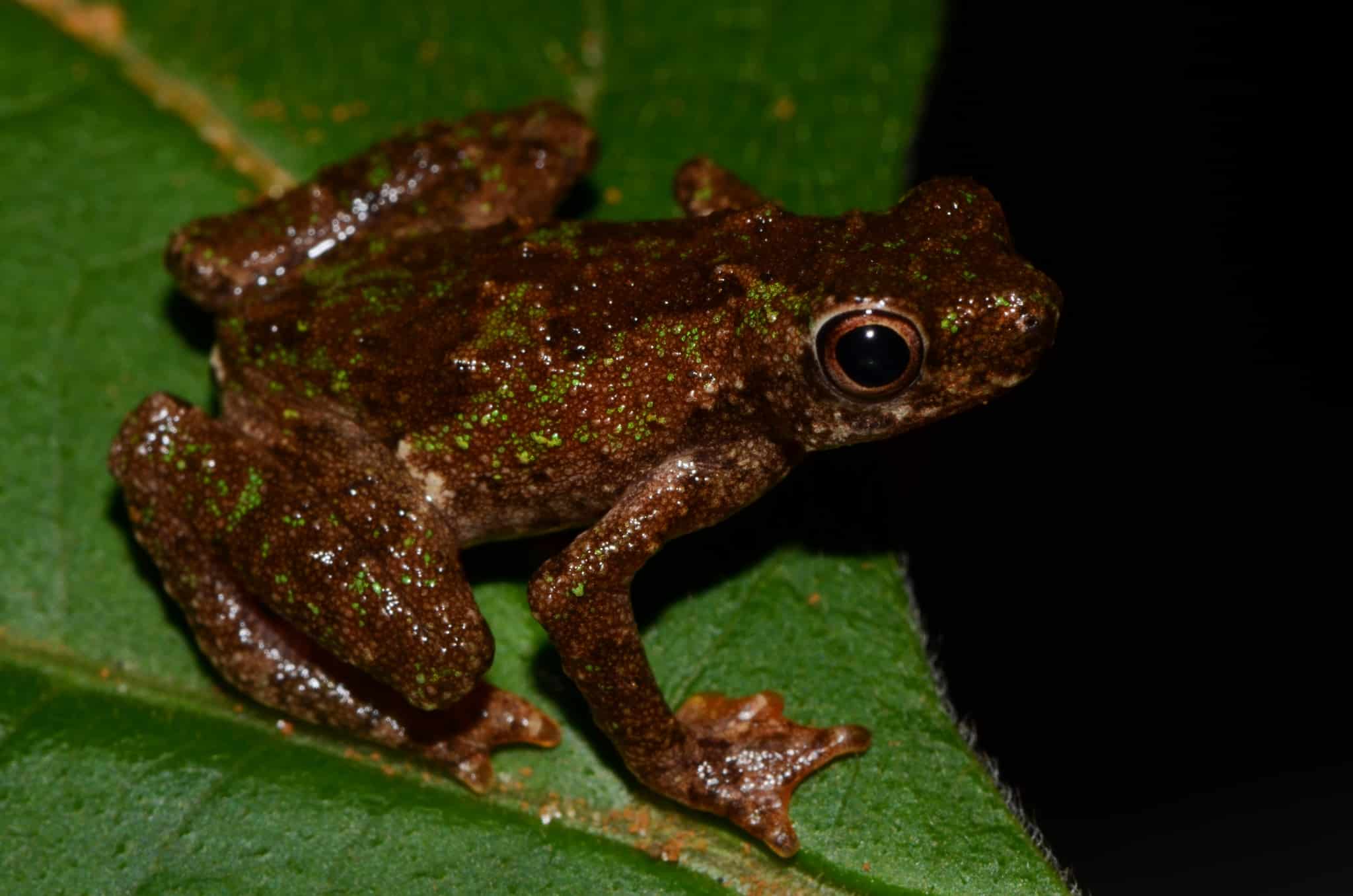 file:nectophryne afra 81356634.jpg  African Tree Toad
