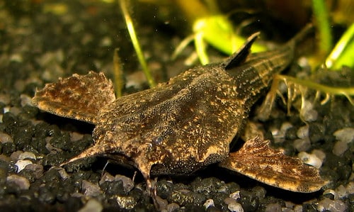 banjo catfish