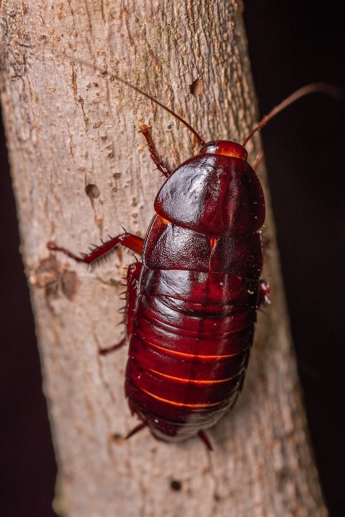 florida woods cockroach, eurycotis floridana (walker, 1868) florida woods cockroach, eurycotis floridana (walker, 1868)