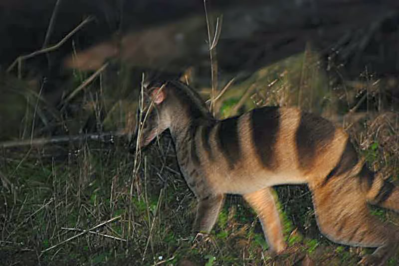 banded palm civet 2 banded palm civet 2