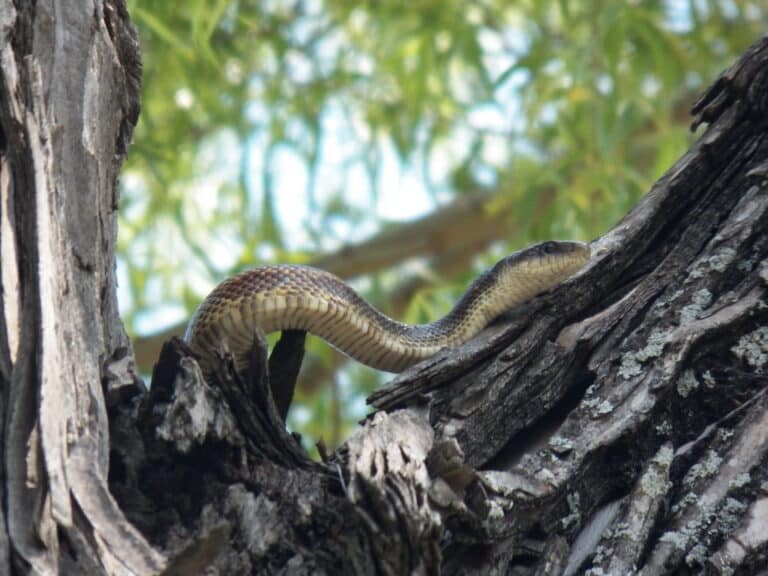 texas rat snake in a tree texas rat snake in a tree