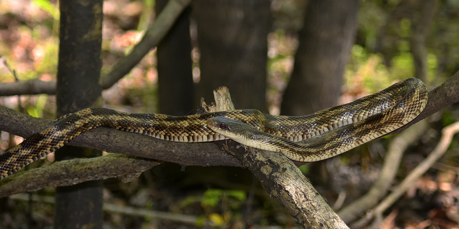 texas rat snake (pantherophis obsoletus) photographed in liberty co., texas. w. l. farr texas rat snake (pantherophis obsoletus) photographed in liberty co., texas. w. l. farr Texas Rat Snake
