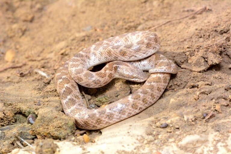 texas nightsnake texas nightsnake
