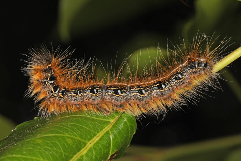 Eastern Tent caterpillar – Malacosoma americana, Meadowood SRMA, Mason Neck, Virginia, May 12, 2021 (51666267560)