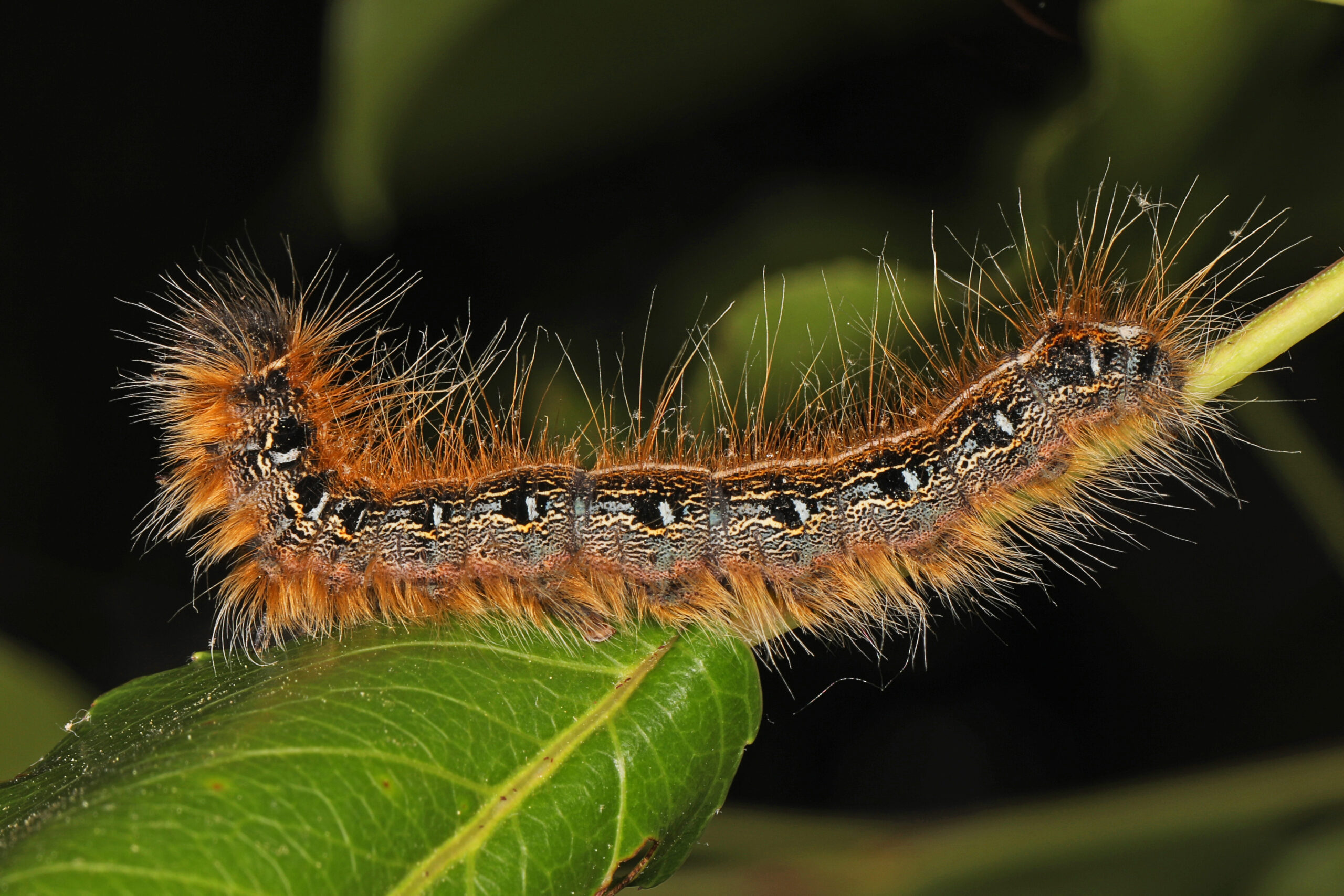 Eastern Tent caterpillar – Malacosoma americana, Meadowood SRMA, Mason Neck, Virginia, May 12, 2021 (51666267560)