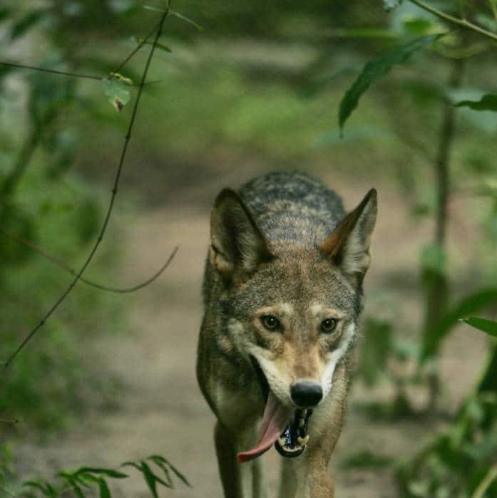 endangered red wolf (canis rufus) (5038885565)