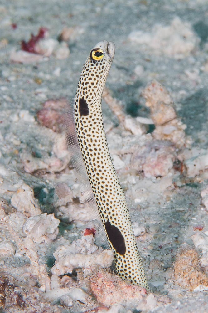 spotted garden eel heteroconger hassi