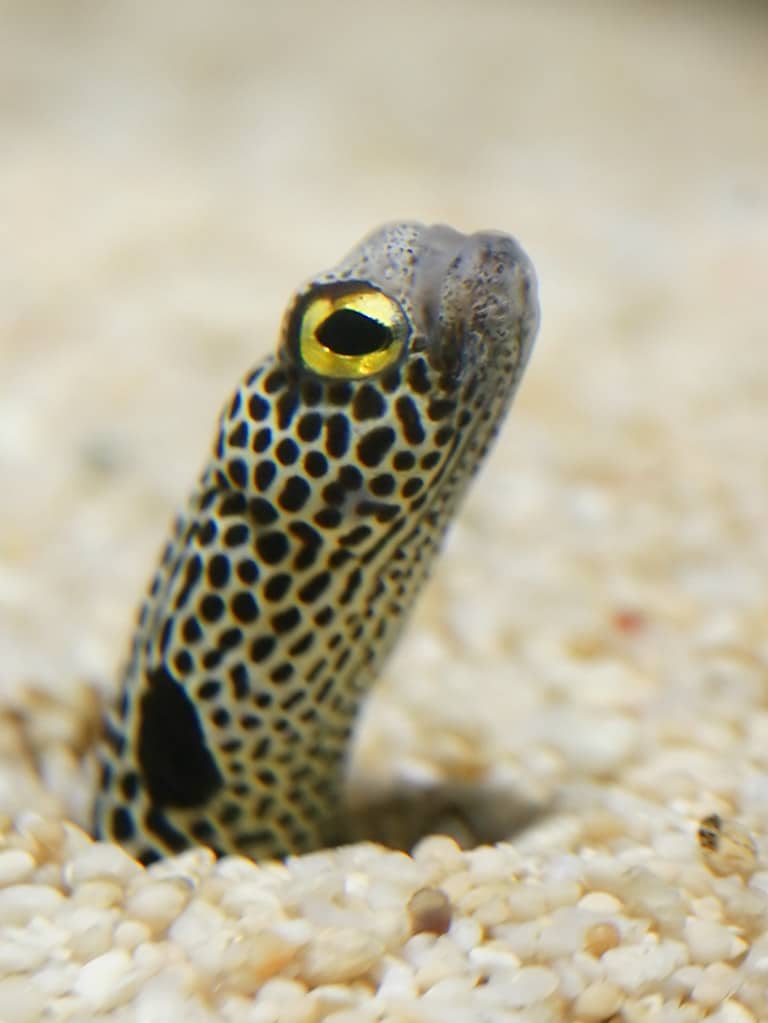 heteroconger hassi (spotted garden eel)