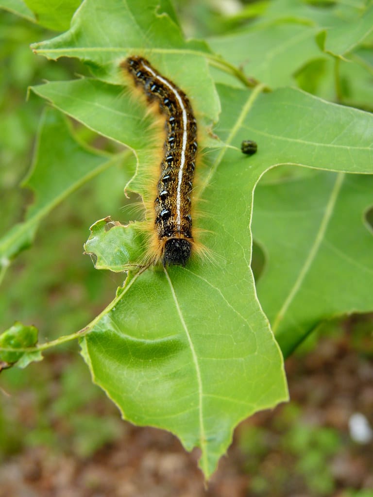 eastern tent caterpillar