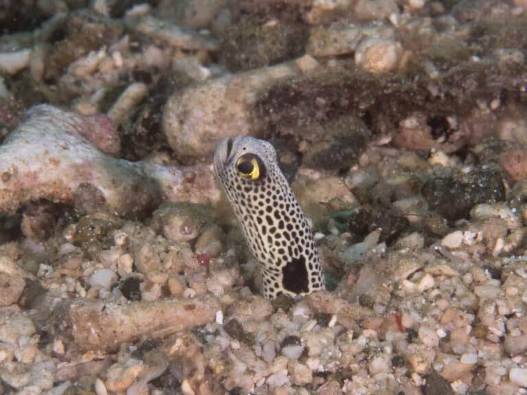 spotted garden eel (heteroconger hassi)