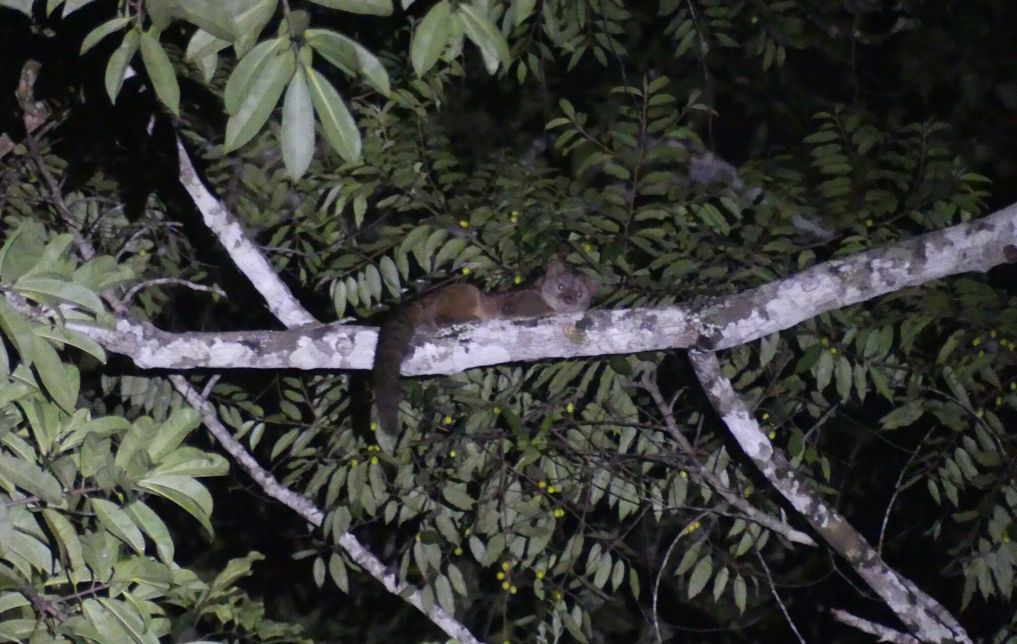 nandinia binotata 11841814  African Palm Civet
