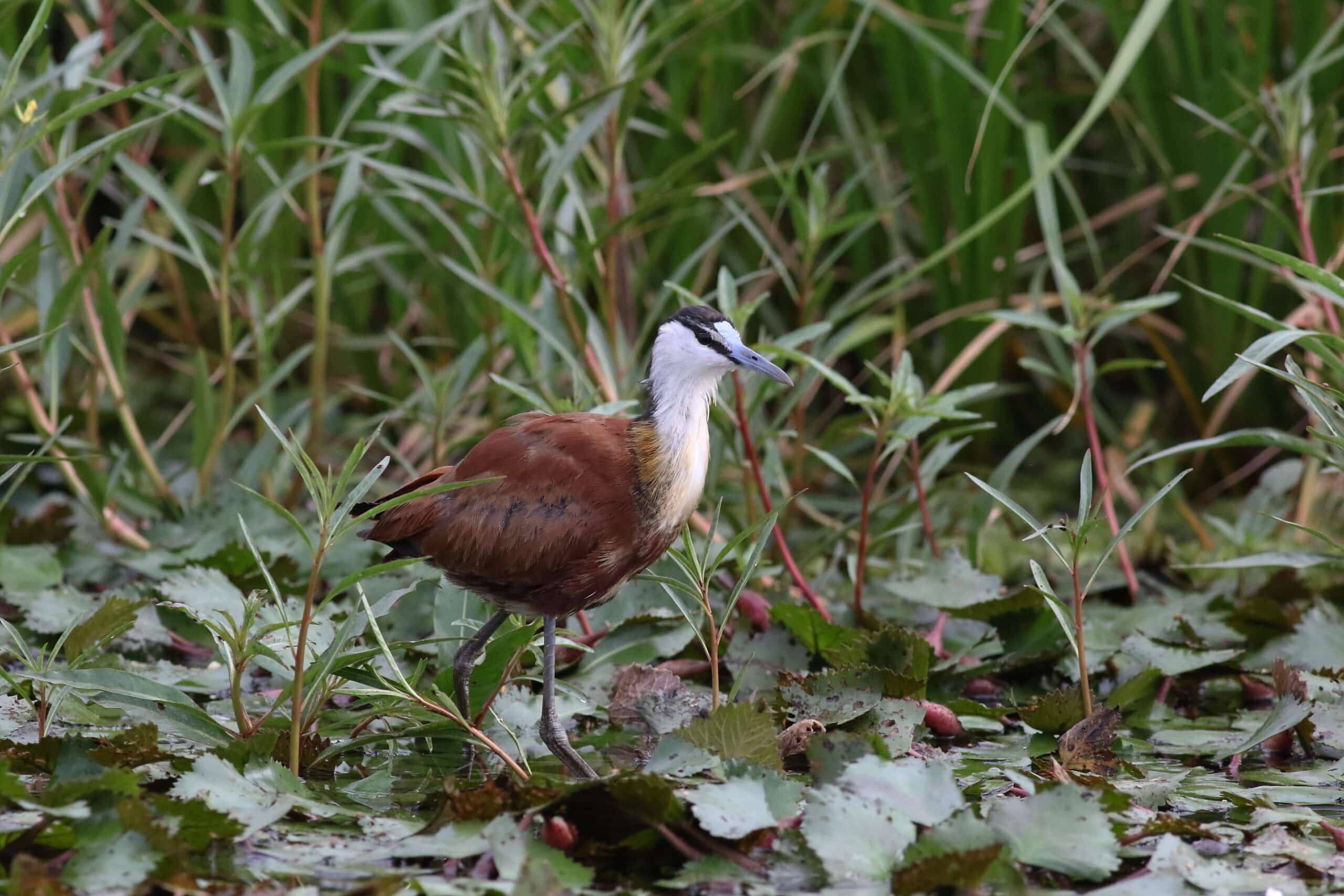 african jacana, actophilornis africanus, chobe river, botswana (33777400521)
