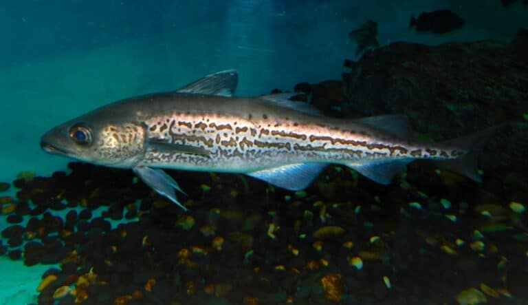 file:alaska pollock (gadus chalcogrammus) grb.jpg Alaskan Pollock