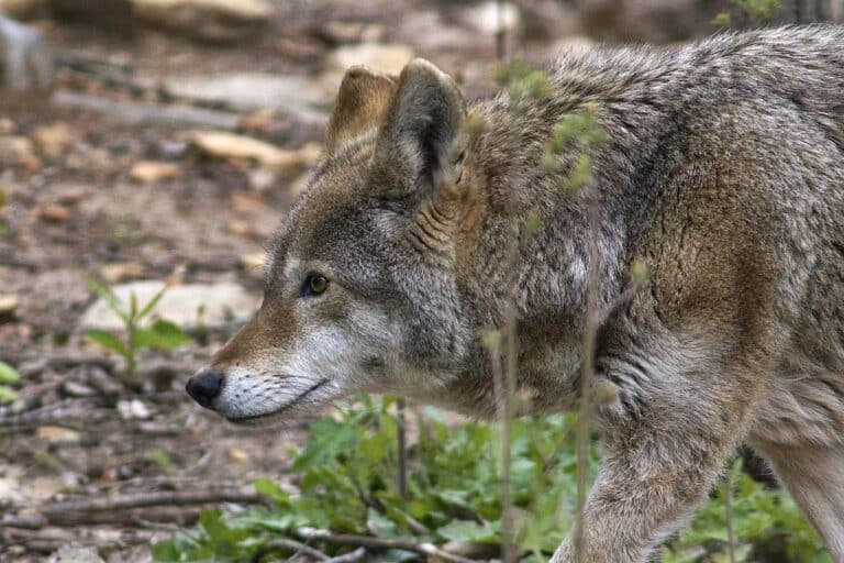 red wolf