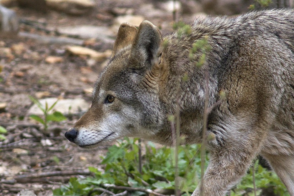 red wolf