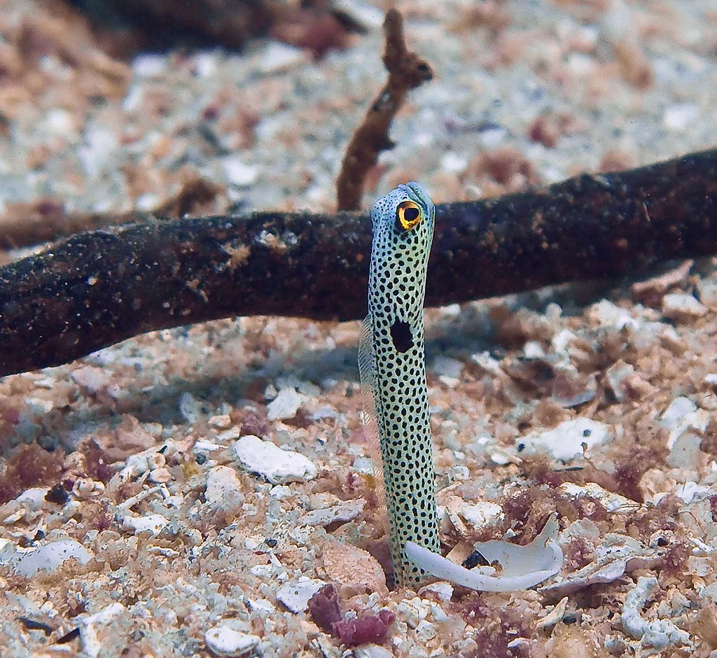 spotted garden eel heteroconger hassi