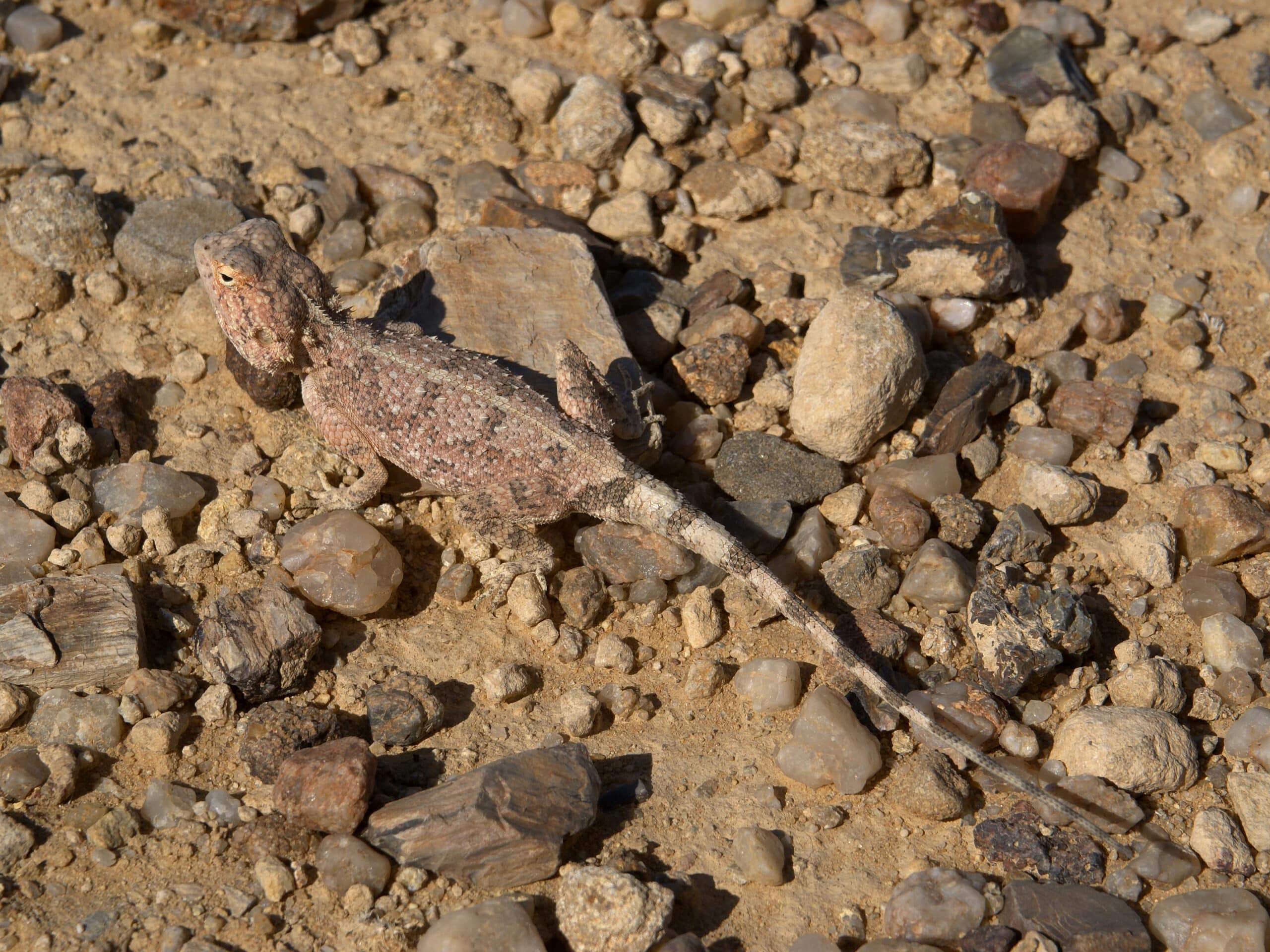 agama aculeata
