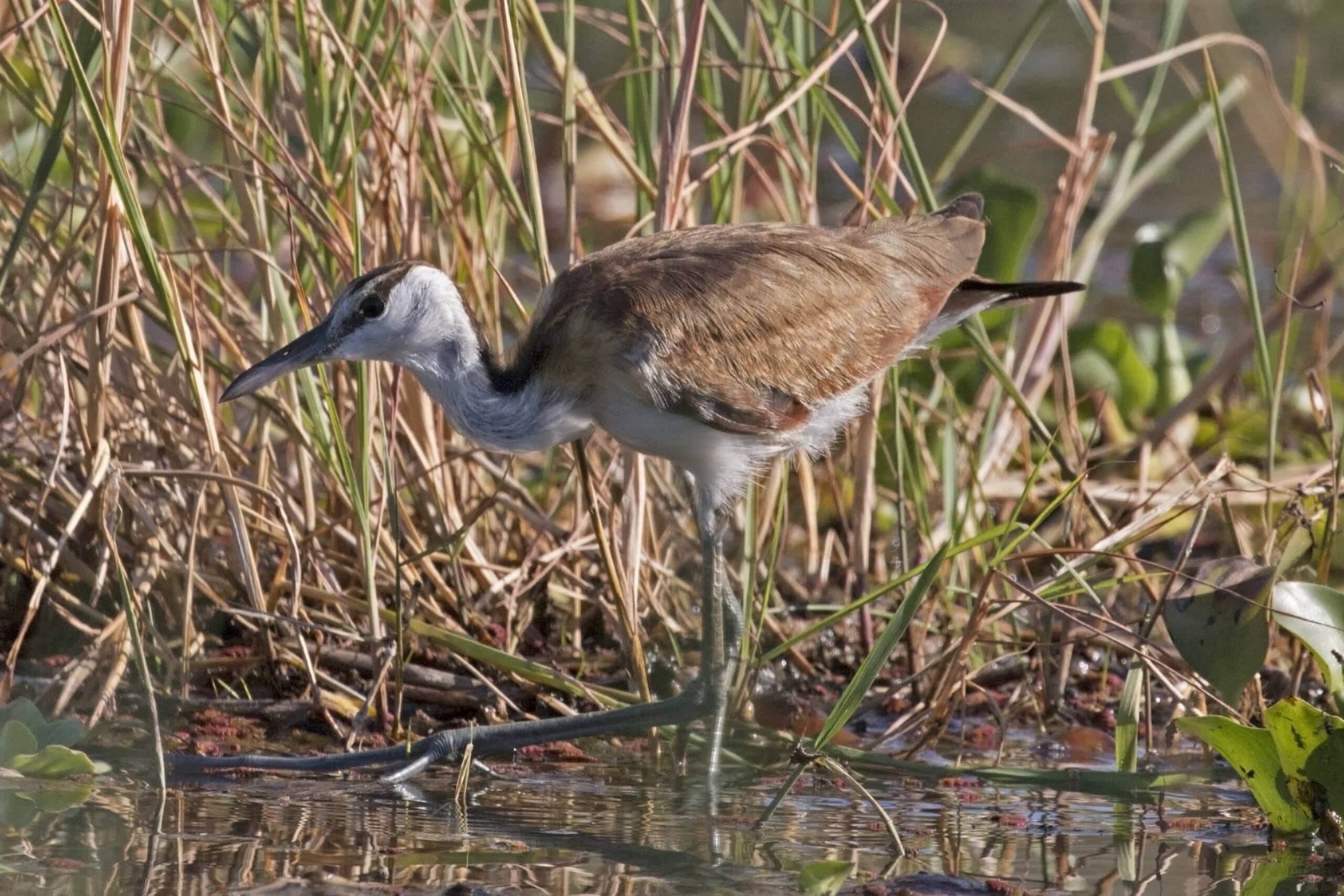 african jacana (actophilornis africanus) juvenile