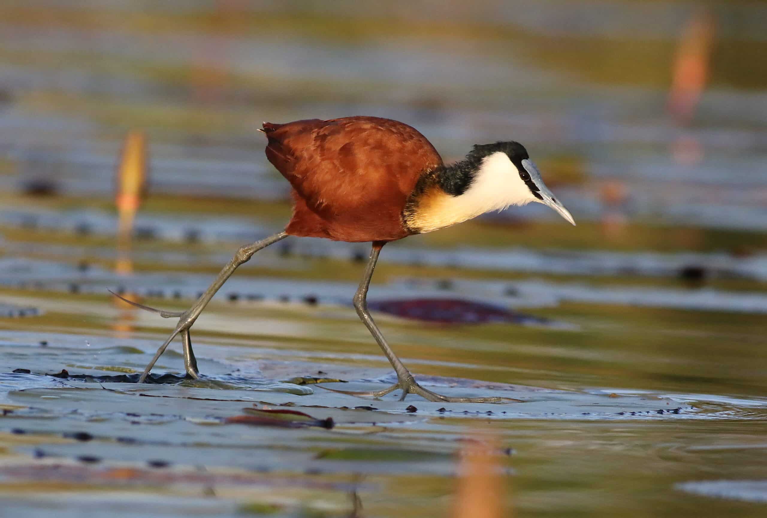 african jacana, actophilornis africanus, chobe river, botswana (33750432872)