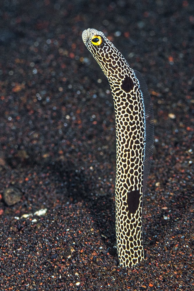 spotted garden eel heteroconger hassi