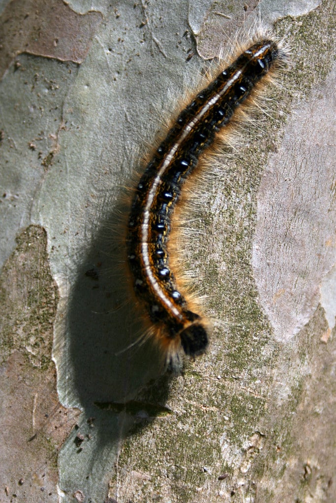 eastern tent caterpillar (malacosoma americanum)