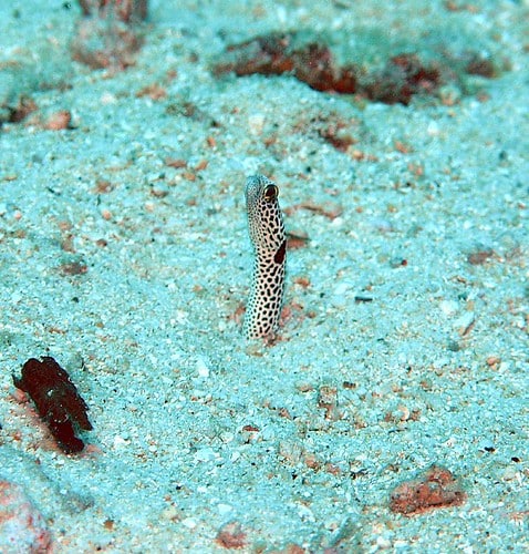 eel (spotted garden eel) heteroconger hassi p1010824