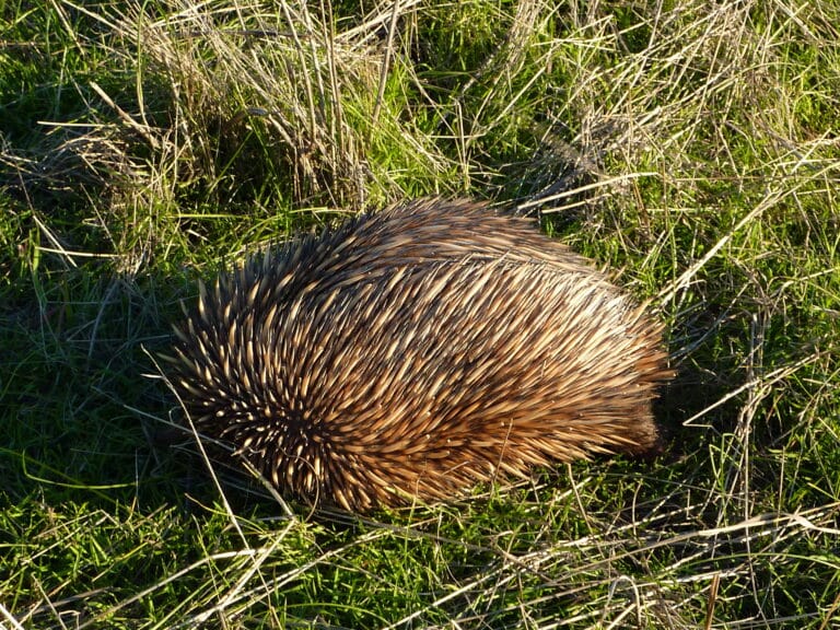 onkapringa river np echidna p1000589 onkapringa river np echidna p1000589