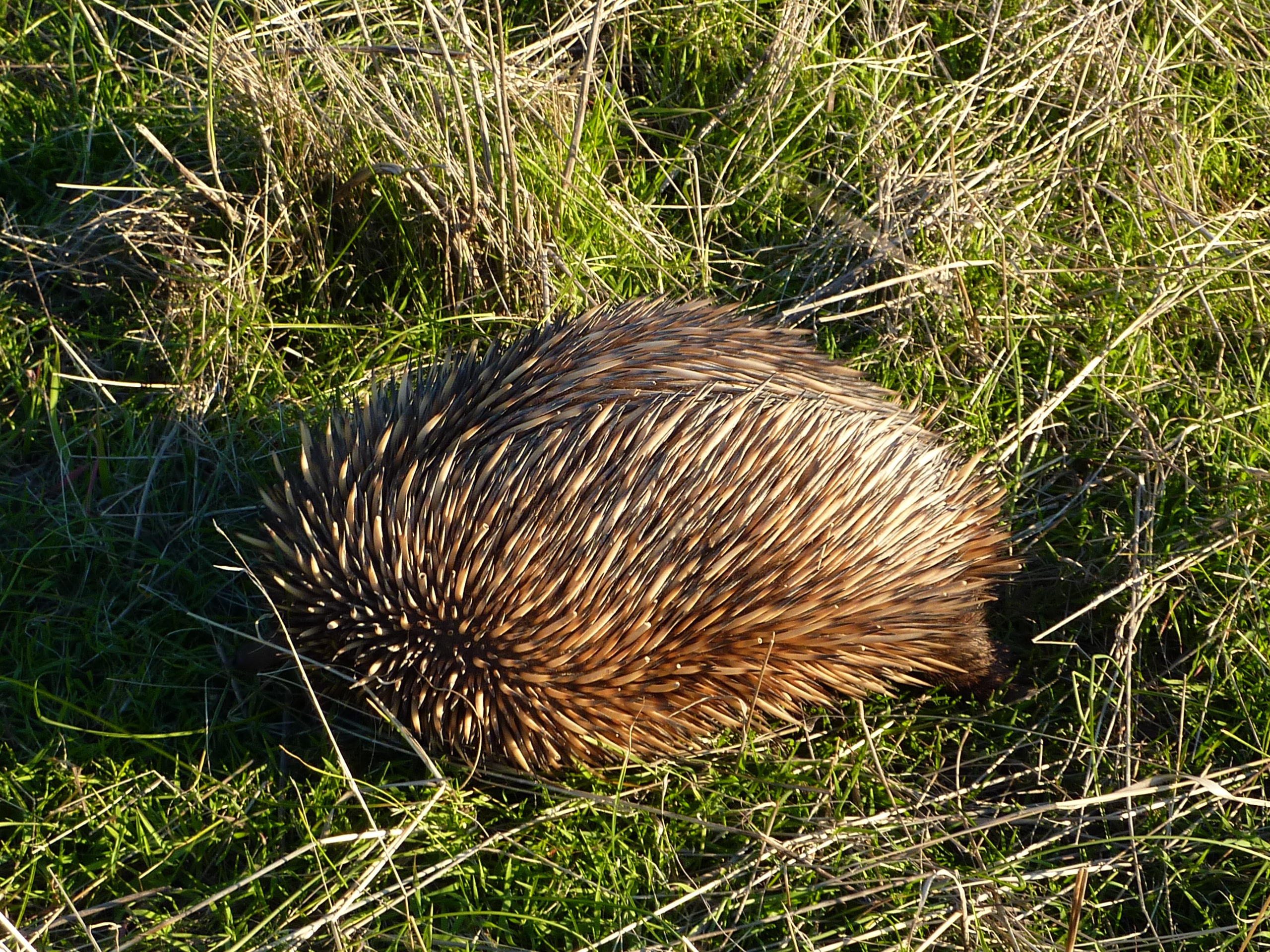 onkapringa river np echidna p1000589 onkapringa river np echidna p1000589