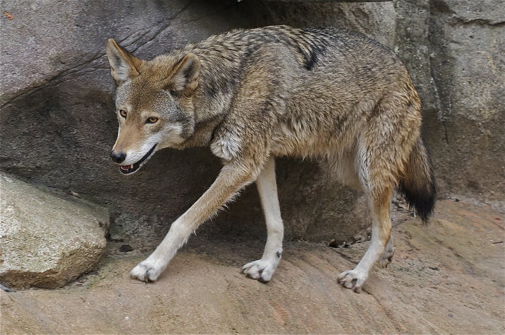 red wolf (canis rufus)