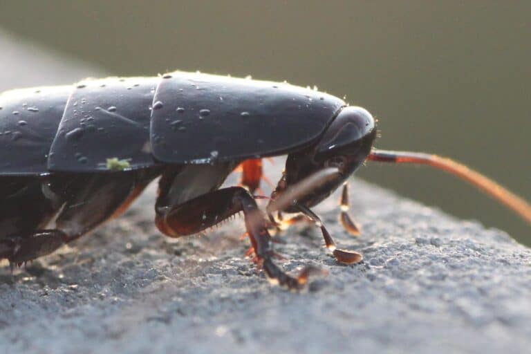 florida woods cockroach (eurycotis floridana) florida woods cockroach (eurycotis floridana) Florida Woods Cockroach