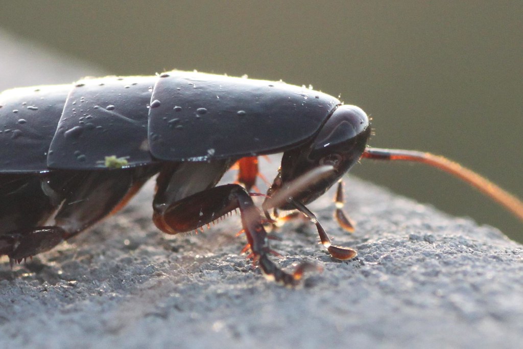 florida woods cockroach (eurycotis floridana) florida woods cockroach (eurycotis floridana) Florida Woods Cockroach